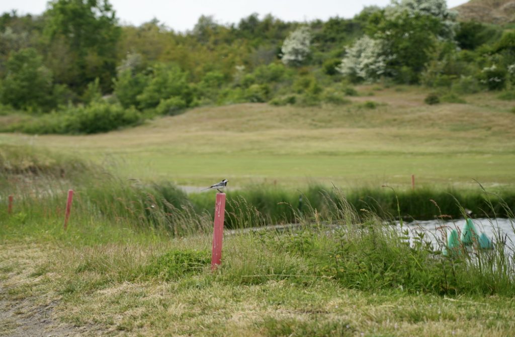 fauna-biodiversity-golf-touquet