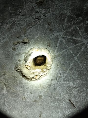 De nouveaux gîtes pour nos amis - Open Golf Club